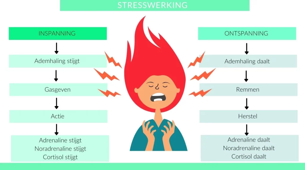 het nut van stress en stresswerking-webp