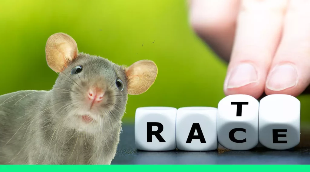 ratrace inchecken bij jezelf